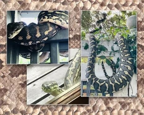 Welcoming my Reptiles in the Roof: A Journey from Dread to Fascination